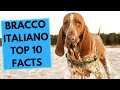 Bracco Italiano - TOP 10 Interesting Facts の動画、YouTube動画。