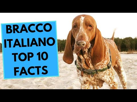 Bracco Italiano - TOP 10 Interesting Facts