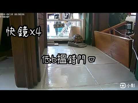 2019/09/24 盾臂龜 小桔 偷窺
