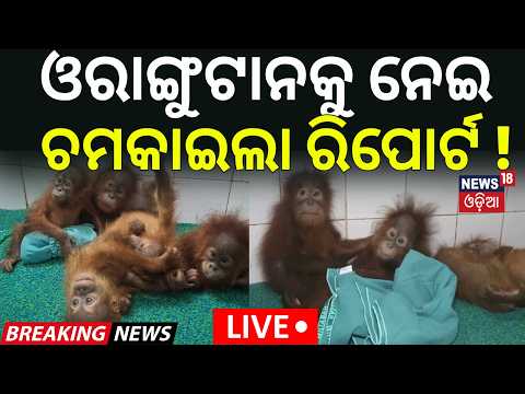 Breaking News Live: ଓରାଙ୍ଗୁଟାନକୁ ନେଇ ବଡ଼ ଖବର ! Orangutan Seeks Human Love | Heartwarming Moment