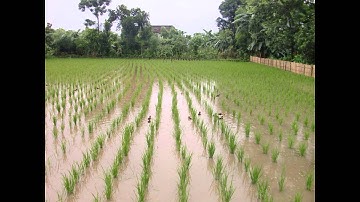 RICE GOING GREEN: INTEGRATED RICE-DUCK FARMING