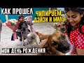 Как прошел мой ДР🥰  Чипировали   Милу (Чичу) и Дейзи их забирают в Германию😍