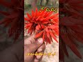 چھانگا مانگا جنگل کا خوبصورت پھول گل نشتر #shortvideo #villagelife #changamangajungle #jungle