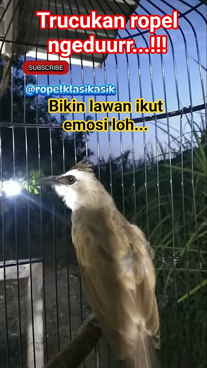 trucukan ropel ngeduurr. #trucukangacor #trucukanropel #ropelpanjang #kicaumania #hobiburung #birds