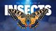 The Fascinating World of Insects ile ilgili video