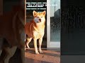 The 7-Eleven Guardian  #7elevendog  #ThailandOnly #ThaiFunk #MolamDisco #Bangkok #หมา #หมาหน้าเซเว่น