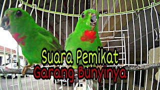 Suara Serindit Padu Khas Untuk Mikat Burung Hutan