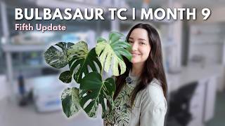 Growing Monstera Bulbasaur From Tissue Culture 🧪 | 9 Month Update