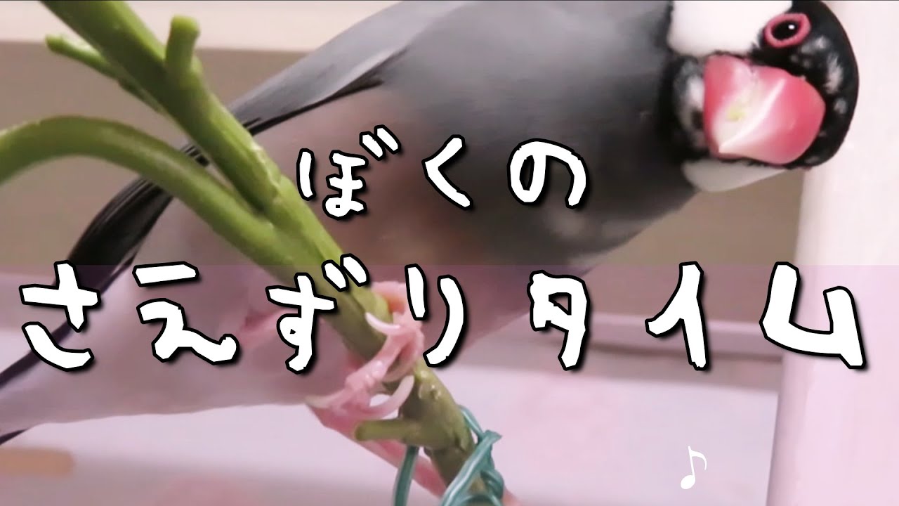 聞いてほしい!【桜文鳥様のさえずり】歌うのって楽しい🎶【Lovebirds