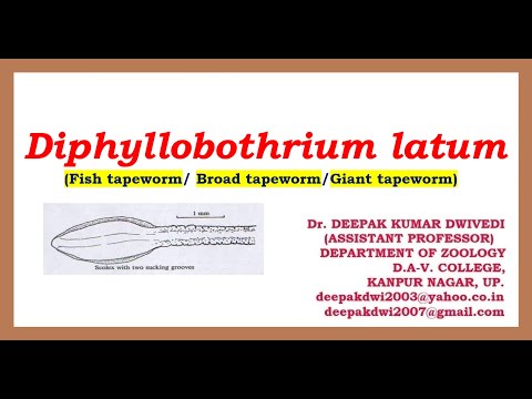 DIPHYLLOBOTHRIUM LATUM: توزیع، مورفولوژی، چرخه زندگی، بیماری زایی، تشخیص، پیشگیری