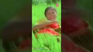 அட வாடக்காத்து சூடு ஏத்துது #Mannvasanai#Tamilevergreensongs #Tamilsuperhitsong#Tamilmusic#Tamilsong