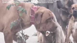 Serbian defense dog first pick male and female 3 months and 8 days old ! O.C.D.Kiki x O.C.D.Mila! by KENNEL OF SERBIAN DEFENSE DOG 1,532 views 1 year ago 1 minute, 44 seconds