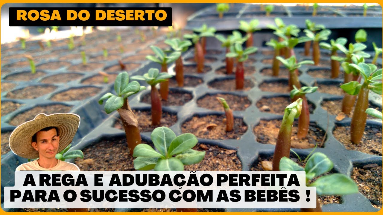 Aprenda a rega e adubação PERFEITA nas Rosa do deserto BEBÊS