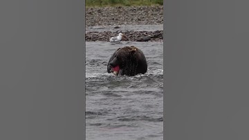 Bữa tiệc của gấu xám mang tên cá hồi 🍣 | Putaybac #shots