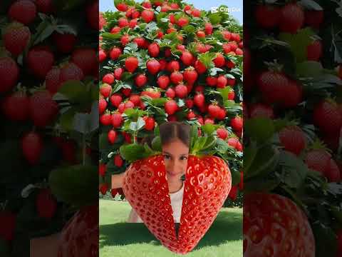 انا الفراوله 