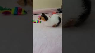 Tinsley the kitten got some toys and she was VERY excited