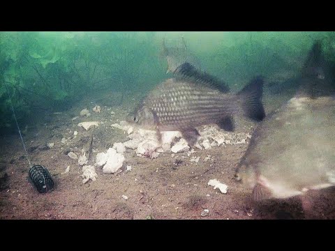 Видео: Живут ли фидерные рыбы в прудах?