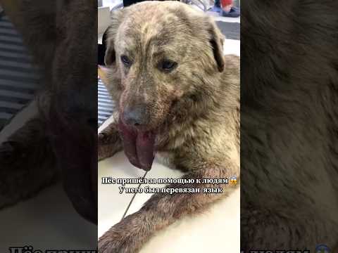 Собираем Айзыку на корм и передержку по 100 рублей 🐕🙏