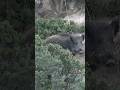 Wild boar hunting #youtubeshorts #wildboarhunt #wildlife