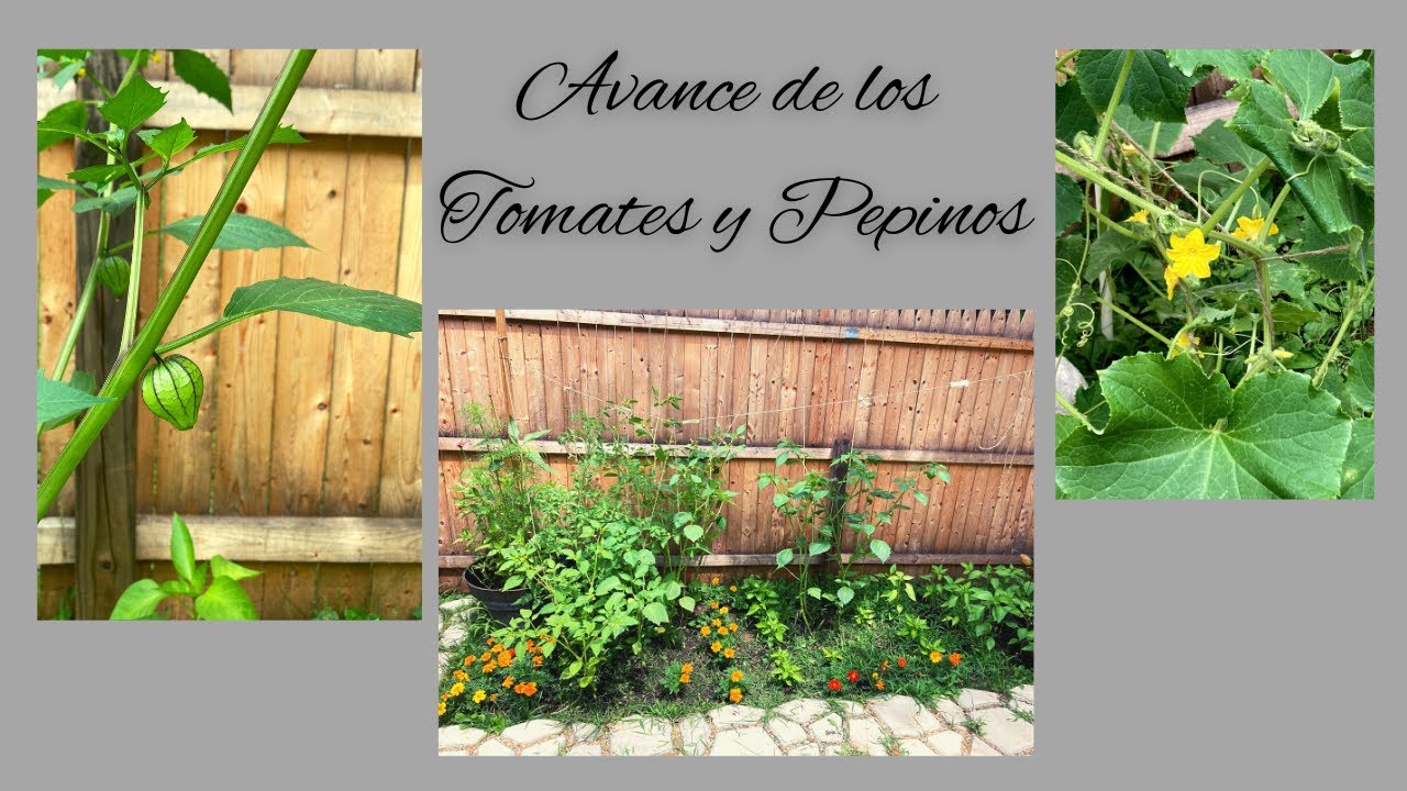 Avance del Huerto Urbano Tomates y Pepinos - YouTube