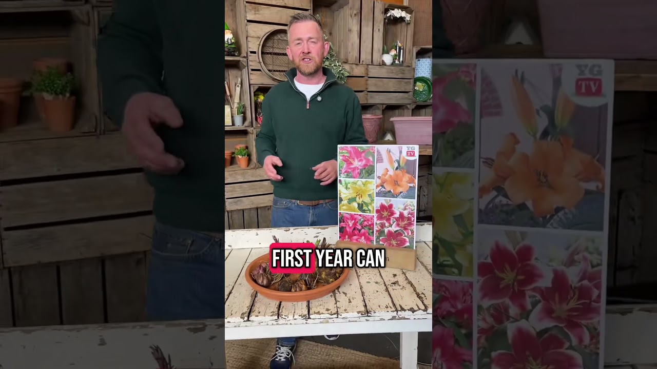 The tallest Lillies we stock! 