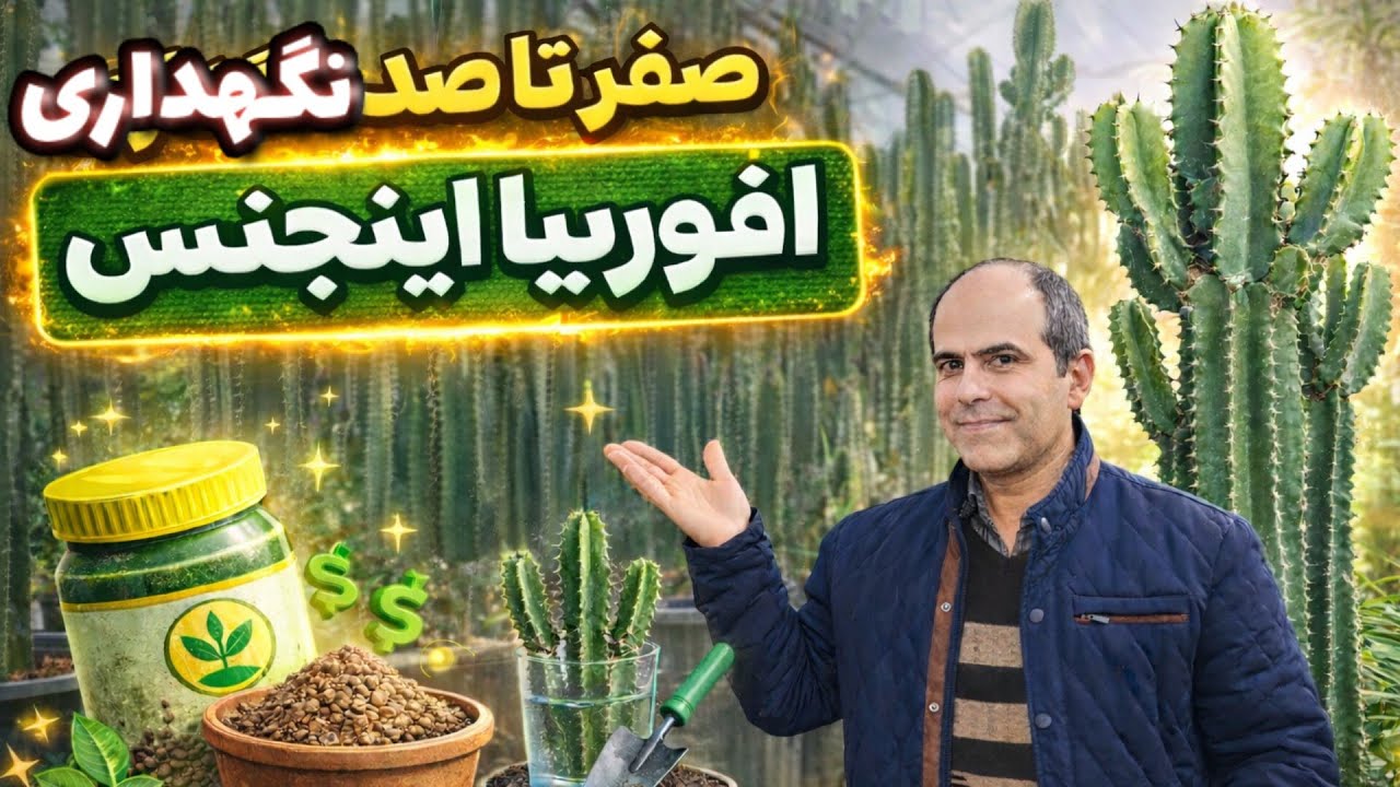 آموزش صفر تا صد نگهداری ساکولنت افوربیا اینجنس (اینگنس) 