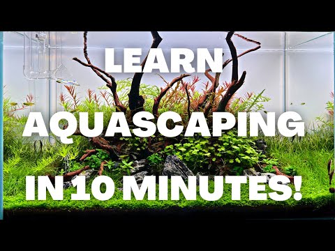 Complete Aquascaping Beginners Guide - Learn ALL The Basics!