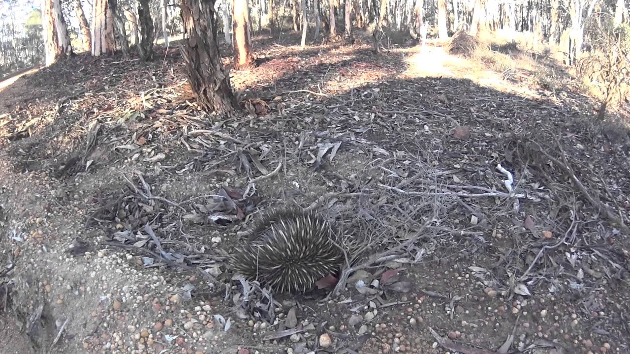 Echidna protecting itself from predator- Australia