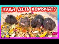 СКОЛЬКО ВЕСЯТ ХОМЯЧАТА Кемпбелла? / КУДА ПЕРЕЗЖАЮТ ХОМКИ? / РАСПАКОВКА / Alisa Easy Pets