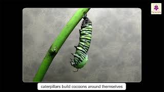 Life Cycle Of An Insect Butterfly Lets Explore Science Grade 5 Periwinkle