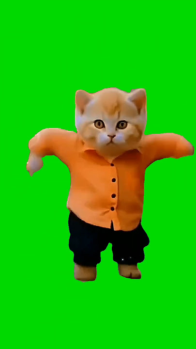 cat 🐈😺🐈🐈 video #greenscreen #funny #subscribe #@twasin green screen