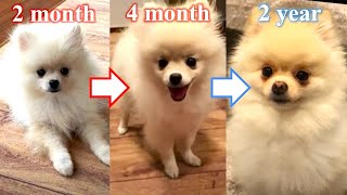 From a puppy to an adult Pomeranian Moko. This Pomeranian is a dog of high pedigree.