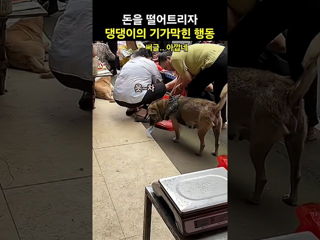 바닥에 떨어진 돈을 발견하자 댕댕이가 보인 놀라운 행동