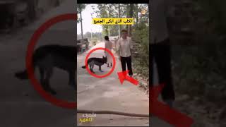 الحيوانات أصبحت اوفى من بعض البشر سبحان الله مشهد مبكي #shorts