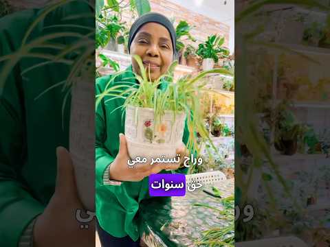 كيف قمت بتقليم نبات العنكبوت عناية واهتمام النباتات اكسبلور تقليم
