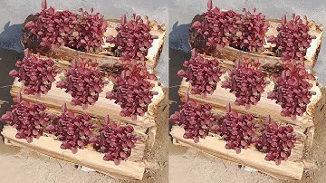 How to grow Red Spinach from seeds in Banana tree || Superfood Red Spinach grow and harvesting