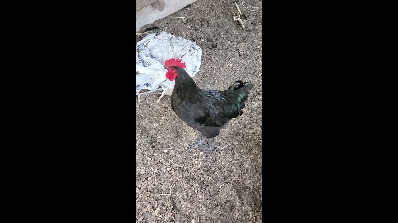 Miniature Chicken Channel YouTube