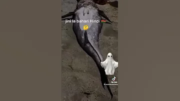Samaki Mtu Kapatwa Ukunda Beach The Marmaid Speaks Swahili Portuguese Watch Subscribe Plz 