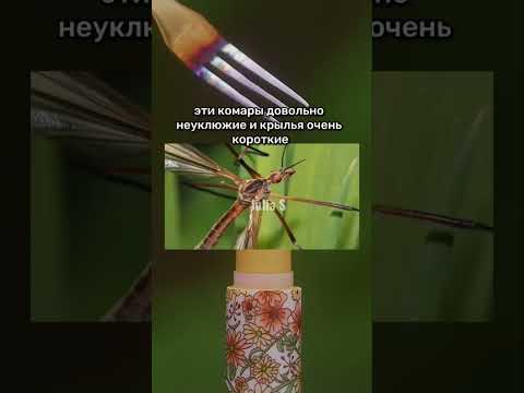 НИ В КОЕМ СЛУЧАЕ НЕ ДАВИ ЭТО НАСЕКОМОЕ