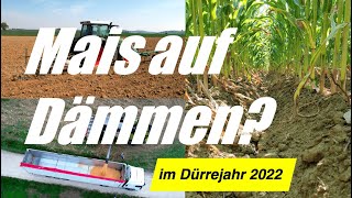 Maisanbau in Dämmen im Dürrejahr 2022 Saat, Pflege und Ernte mit Turiel-Dammkultur #ernte2022