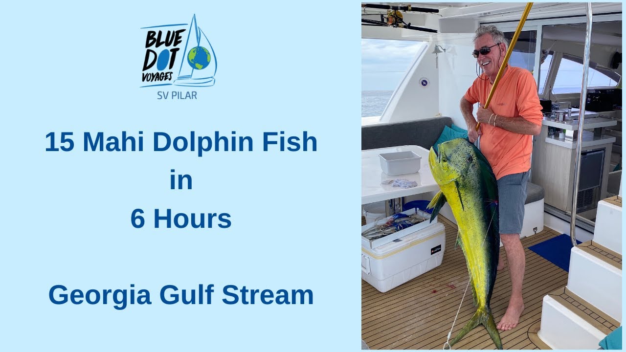 15 Mahi Dolphin Fish Caught – 6 hours Sailing in Georgia Gulf Stream – EP45