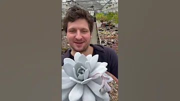 ГИГАНТСКАЯ ECHEVERIA LAUI МЕГА ЭКЗОТИКА - РЕДКИЙ СУККУЛЕНТ С БЕЛЫМ НАЛЕТОМ НА ЛИСТЬЯХ