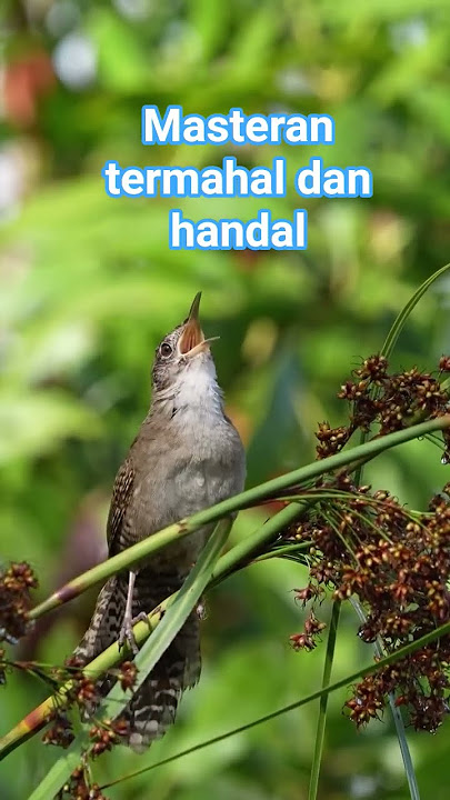 masteran termahal #burung #burungkicaudialamliar #wildlifeentertainment #birds #mangkicauoffecial