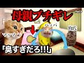 父親がおなら臭すぎて母親にガチギレされる瞬間w w w #猫マニ #猫ミーム #あるある