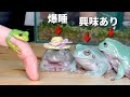 またカエルの指輪を買ったのでカエルたちに自慢してみた結果……