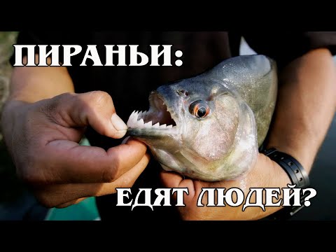 वीडियो: एक सामान्य मछलीघर में अदिशों का प्रजनन
