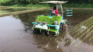 Rice Planting in Japan