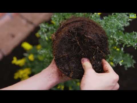 Video: Ginstersträucher Pflanzen - Wo wachsen Ginstersträucher?