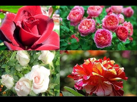 РОЗЫ. КЛАССИФИКАЦИЯ: ГРУППЫ,