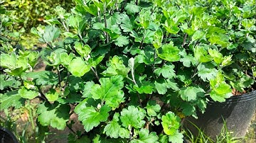 cập nhật tình hình phát triển Cúc cổ Sơn la, cúc thân gỗ hoa Tết 2024